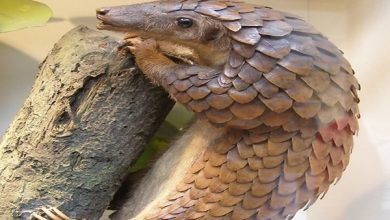 البانجلوين آكل النمل